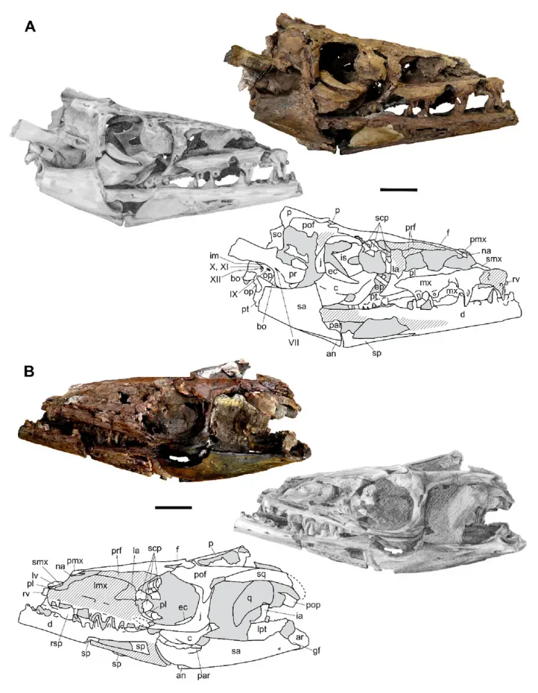 Вимерлий світ | Oneirosaurus