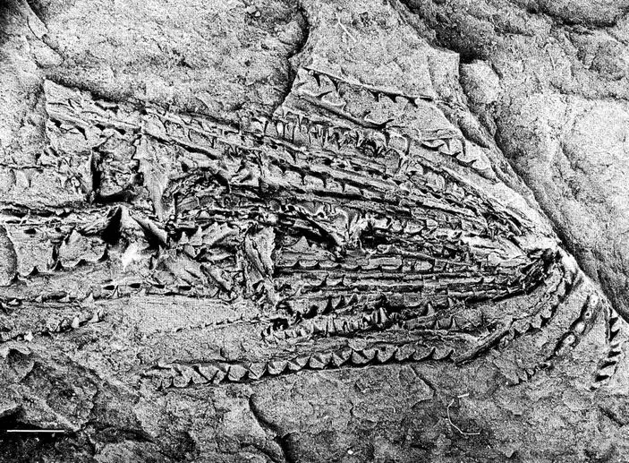 Вимерлий світ | Promissum