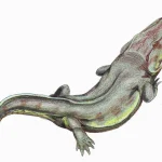 Rhinesuchus1DB