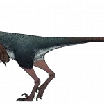 Xenovenator_espinosai