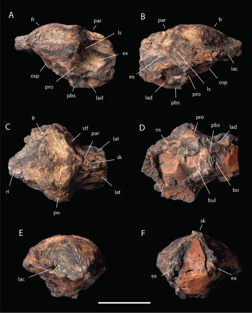 Вимерлий світ | Xenovenator