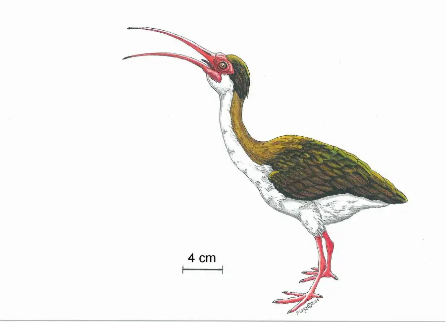 Вимерлий світ | Apteribis Вимерлий світ | Apteribis