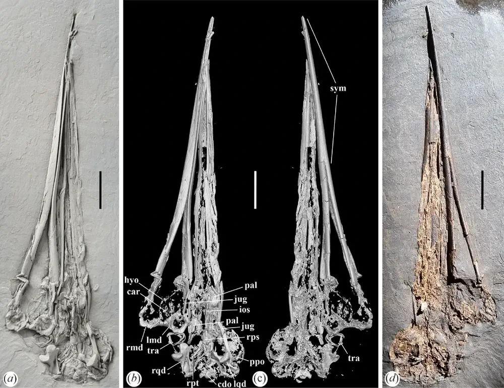 Вимерлий світ | Aenigmatorhynchus