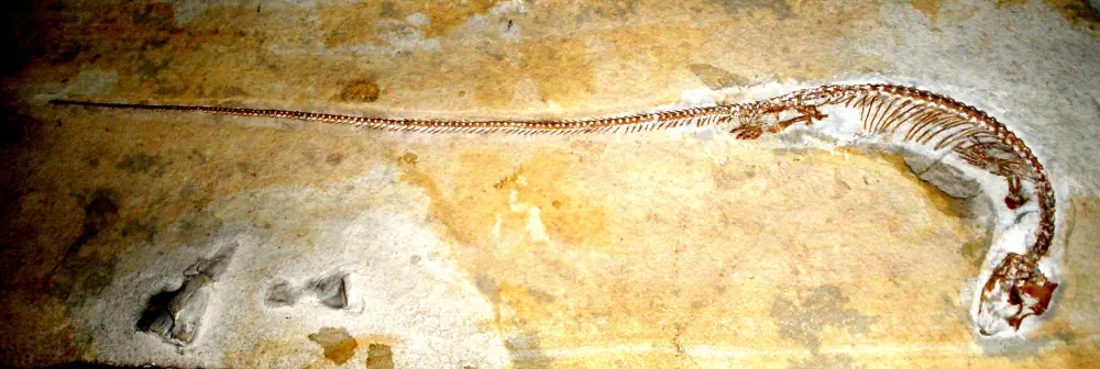 Вимерлий світ | Aphanizocnemus Вимерлий світ | Aphanizocnemus