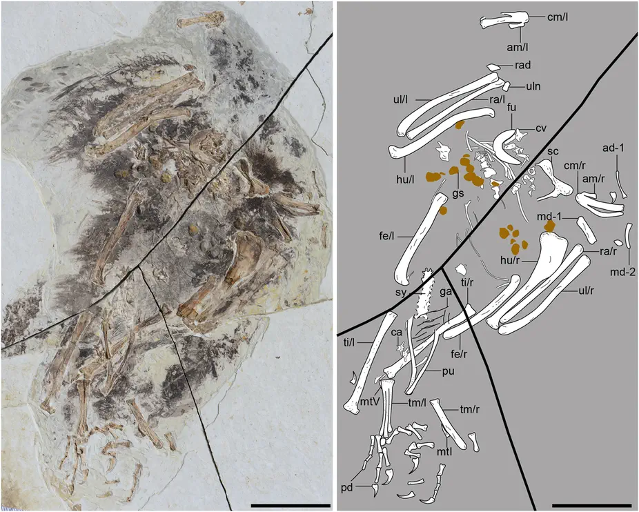 Вимерлий світ | Chongmingia Вимерлий світ | Chongmingia