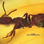 Ctenobethylus_goepperti_hjf009_profile_1