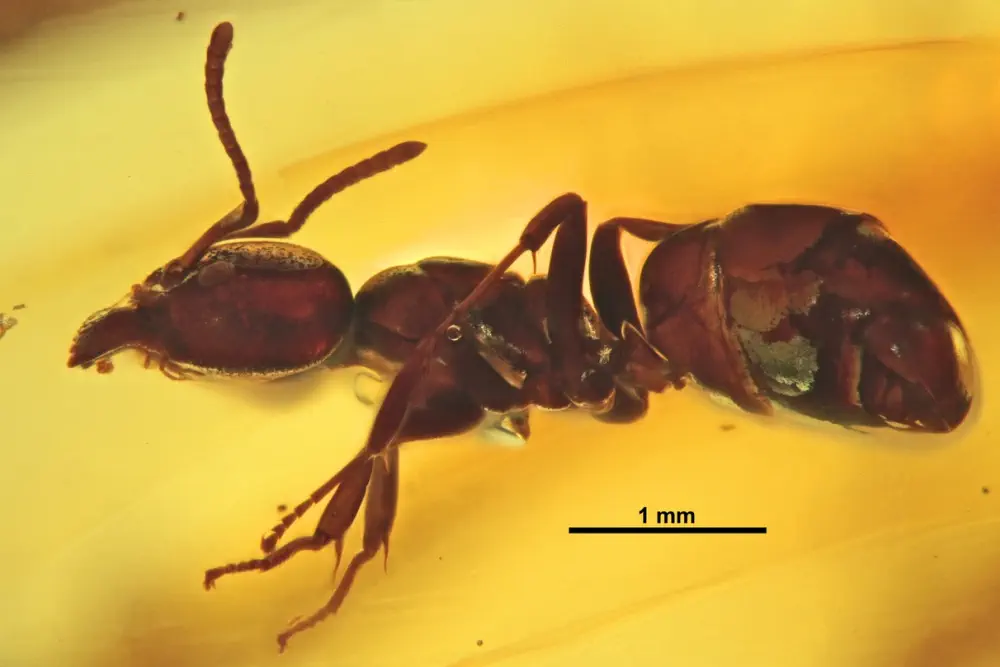 Вимерлий світ | Ctenobethylus Вимерлий світ | Ctenobethylus