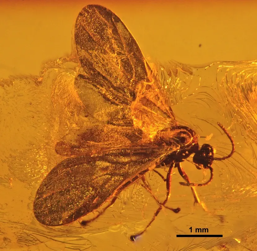 Вимерлий світ | Ctenobethylus Вимерлий світ | Ctenobethylus