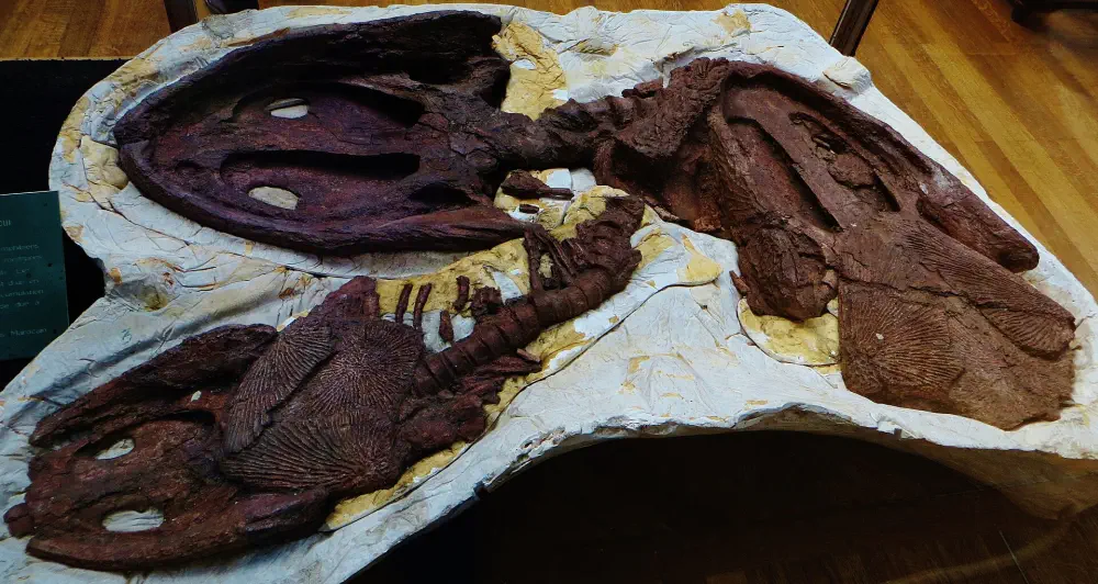 Вимерлий світ | Dutuitosaurus