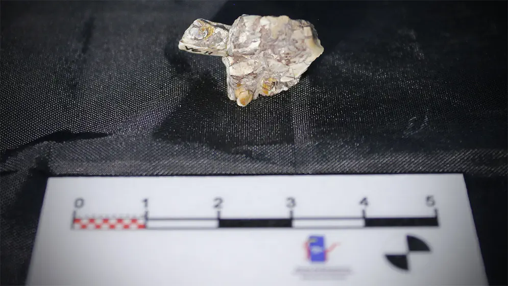 Вимерлий світ | Foskeia