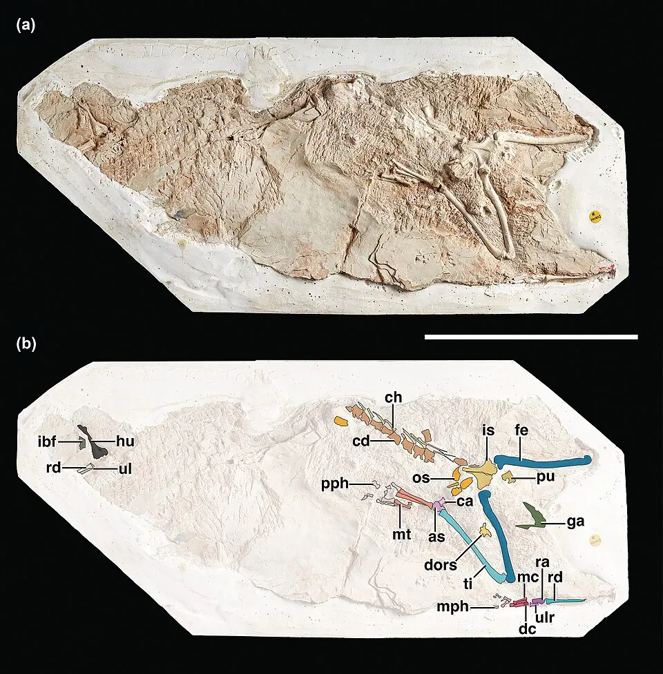 Вимерлий світ | Galahadosuchus Вимерлий світ | Galahadosuchus