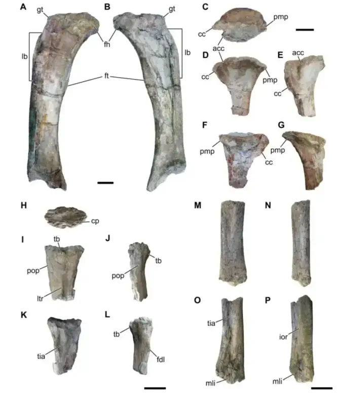 Вимерлий світ | Dasosaurus
