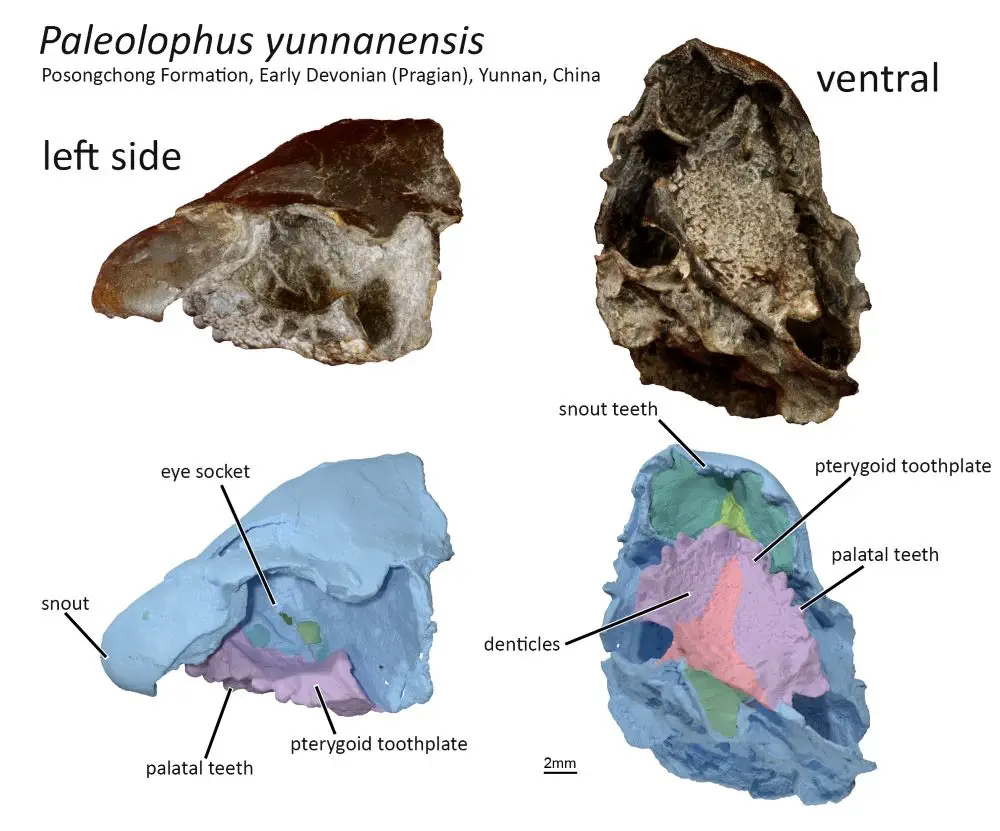 Вимерлий світ | Paleolophus Вимерлий світ | Paleolophus