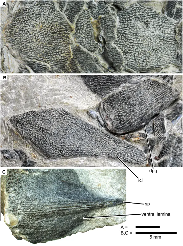 Вимерлий світ | Sparalepis