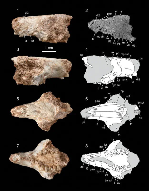Вимерлий світ | Gomphos Вимерлий світ | Gomphos