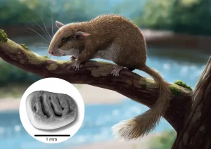 Neocometes|Вимерлий світ