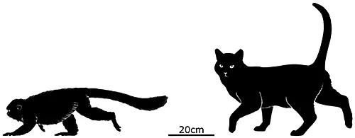 Вимерлий світ | Xenothrix Вимерлий світ | Xenothrix