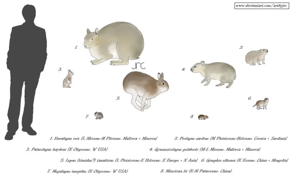 Вимерлий світ | Gomphos Вимерлий світ | Gomphos