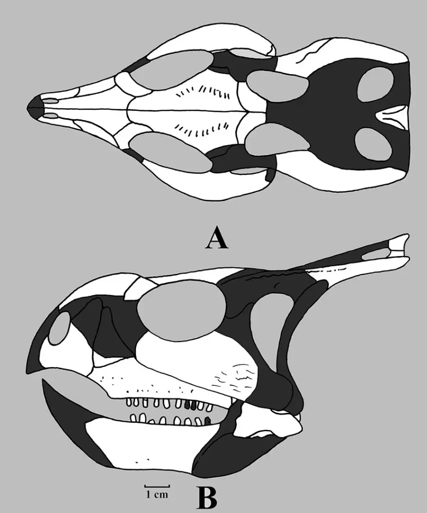 Вимерлий світ | Asiaceratops