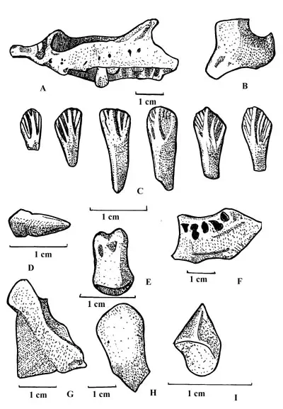 Вимерлий світ | Asiaceratops