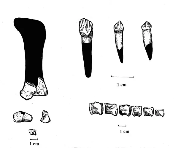Вимерлий світ | Asiaceratops