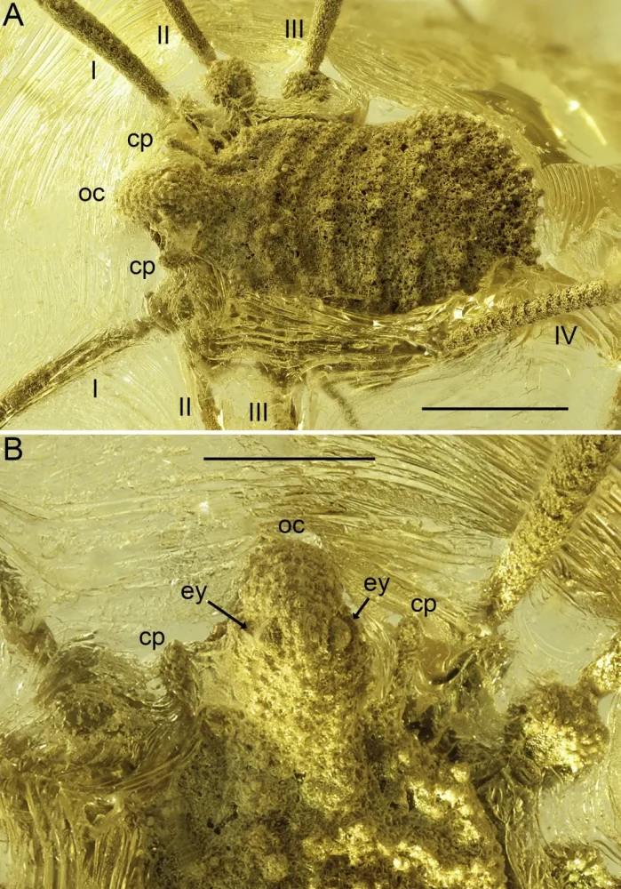 Вимерлий світ | Balticolasma