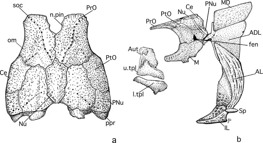 Вимерлий світ | Kimbryanodus