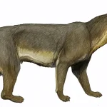 Cynelos_sinapiusDB24