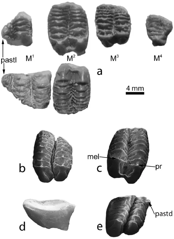 Вимерлий світ | Ektopodon