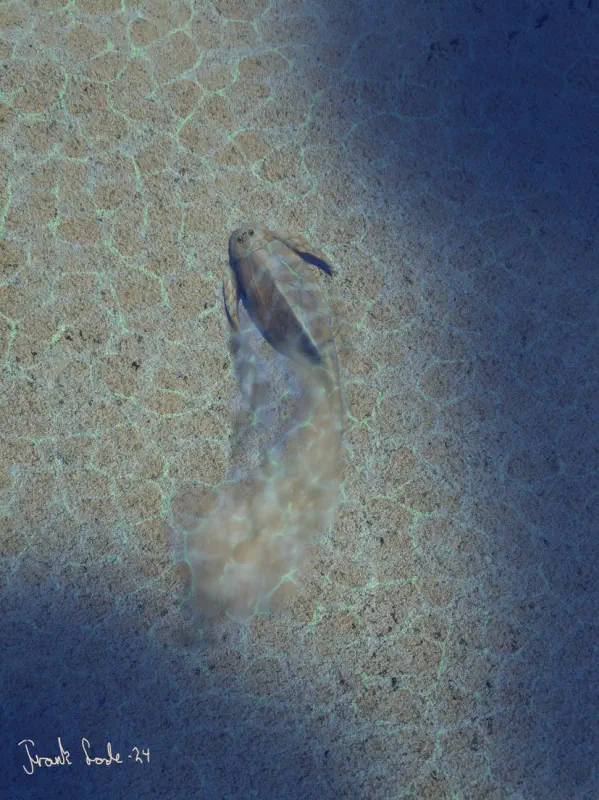 Вимерлий світ | Pterichthyodes Вимерлий світ | Pterichthyodes