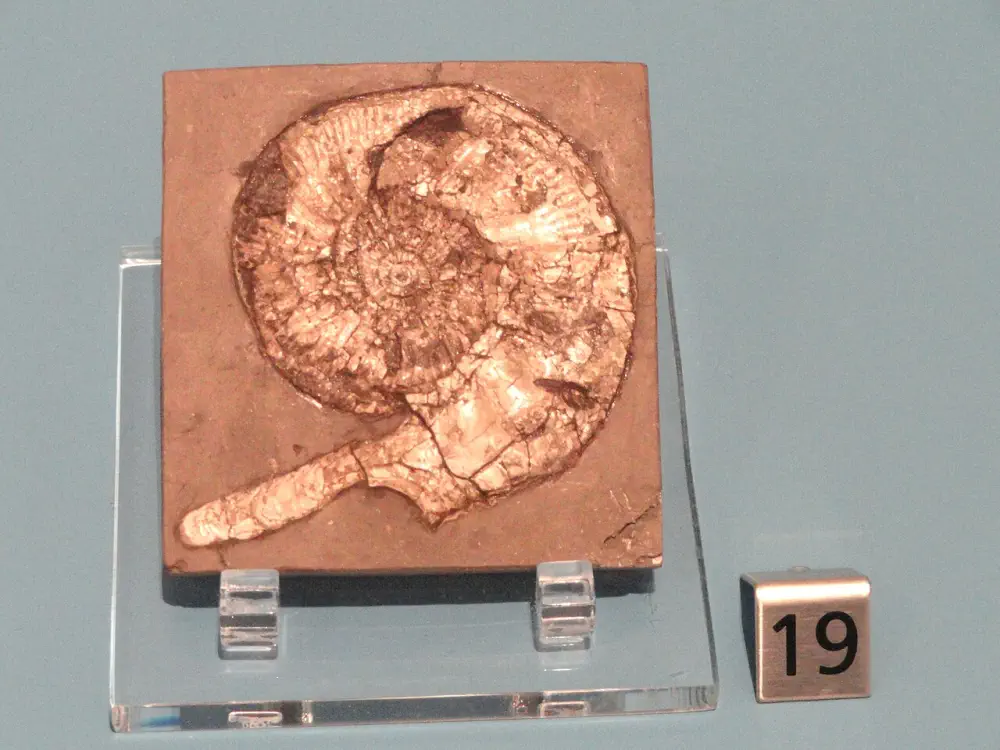 Вимерлий світ | Kosmoceras