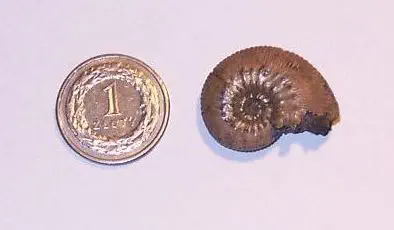 Вимерлий світ | Kosmoceras