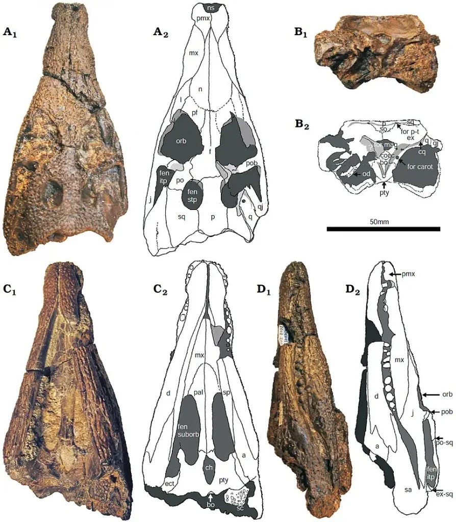 Вимерлий світ | Koumpiodontosuchus