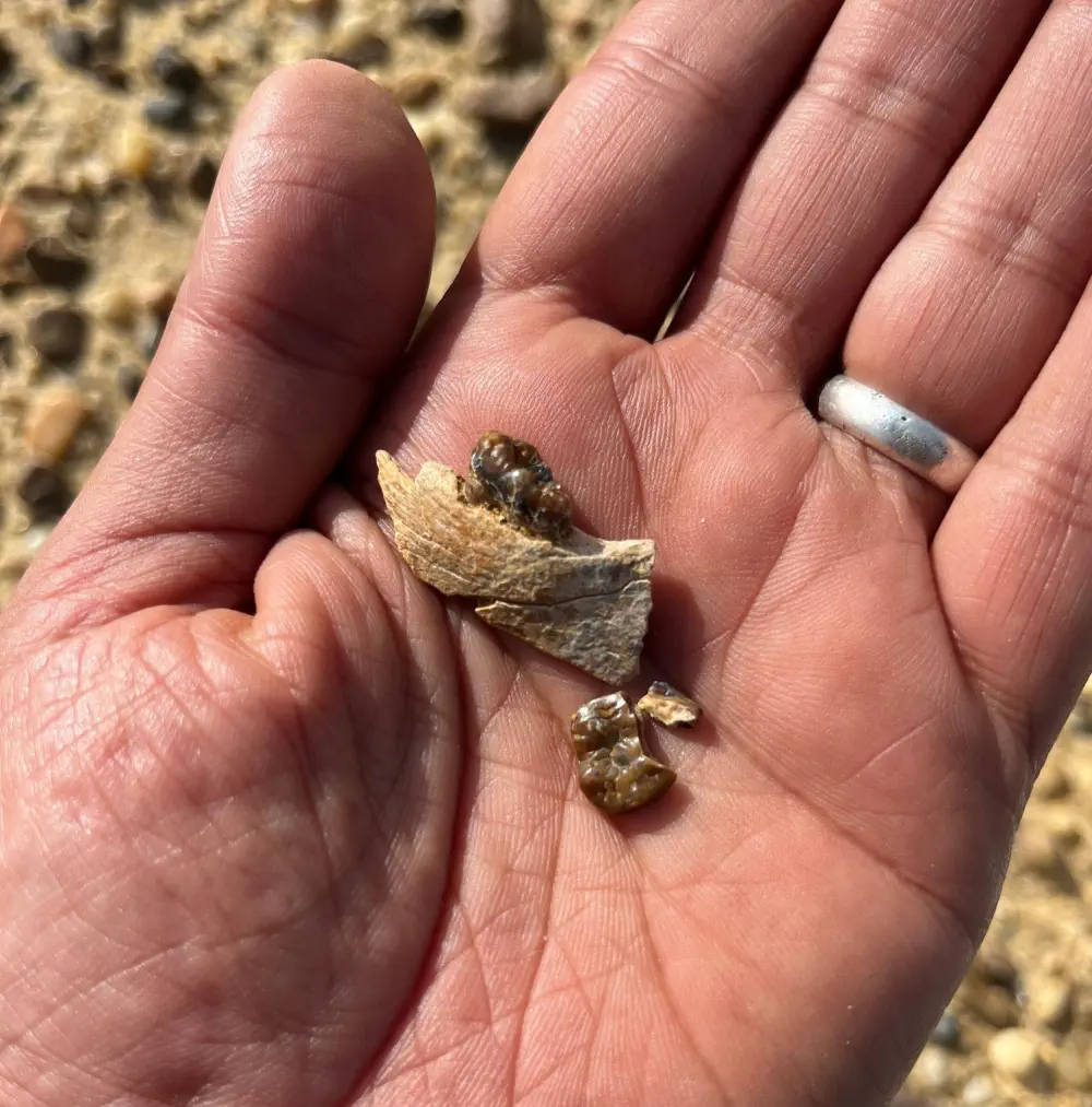 Вимерлий світ | Masripithecus Вимерлий світ | Masripithecus