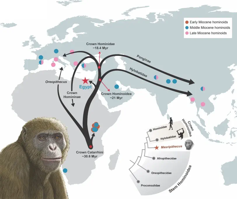 Вимерлий світ | Masripithecus Вимерлий світ | Masripithecus
