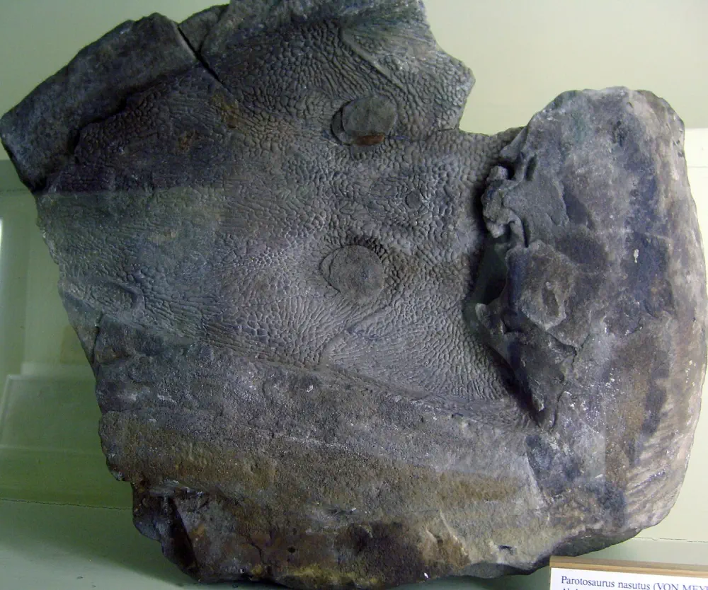 Вимерлий світ | Parotosuchus