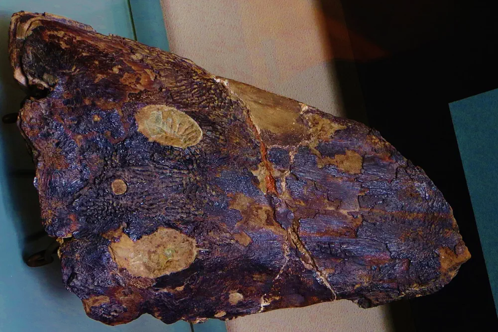 Вимерлий світ | Parotosuchus