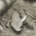 parotosuchus_by_olorotitan_d2m1fnq-375w-2x