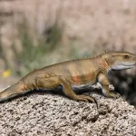 Priosphenodon_NT_small