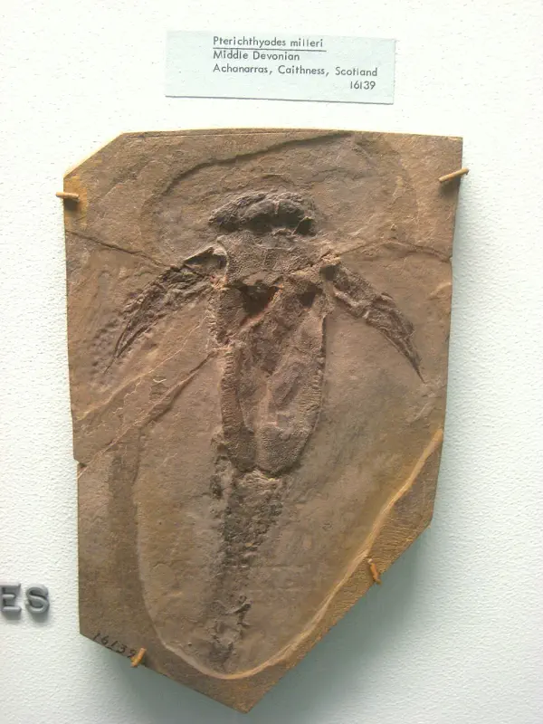 Вимерлий світ | Pterichthyodes Вимерлий світ | Pterichthyodes