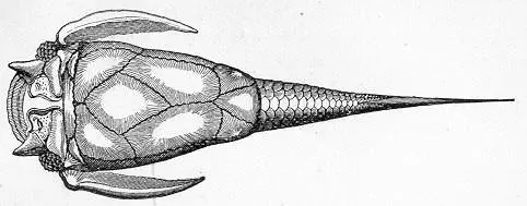 Вимерлий світ | Pterichthyodes Вимерлий світ | Pterichthyodes