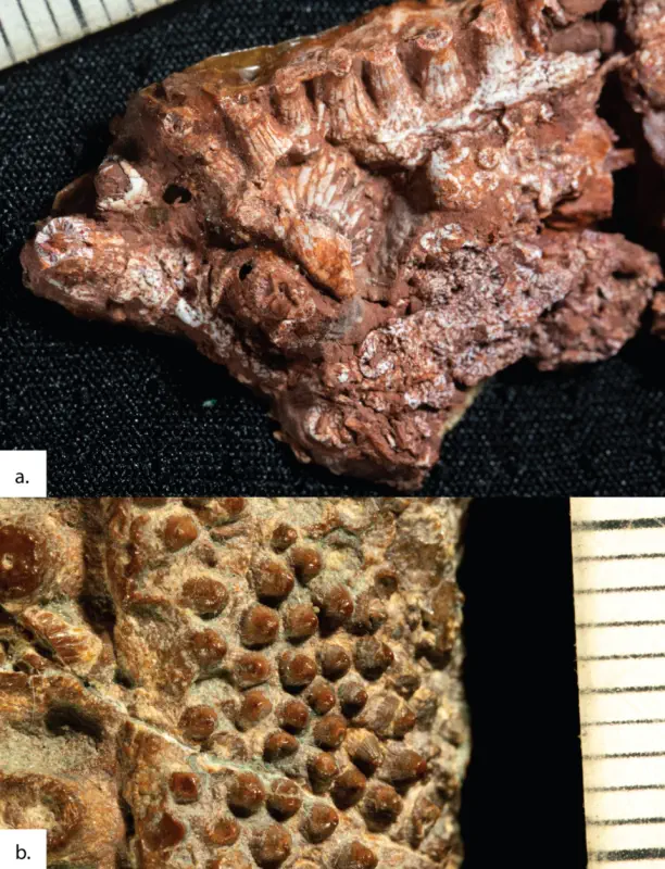 Вимерлий світ | Tanyka