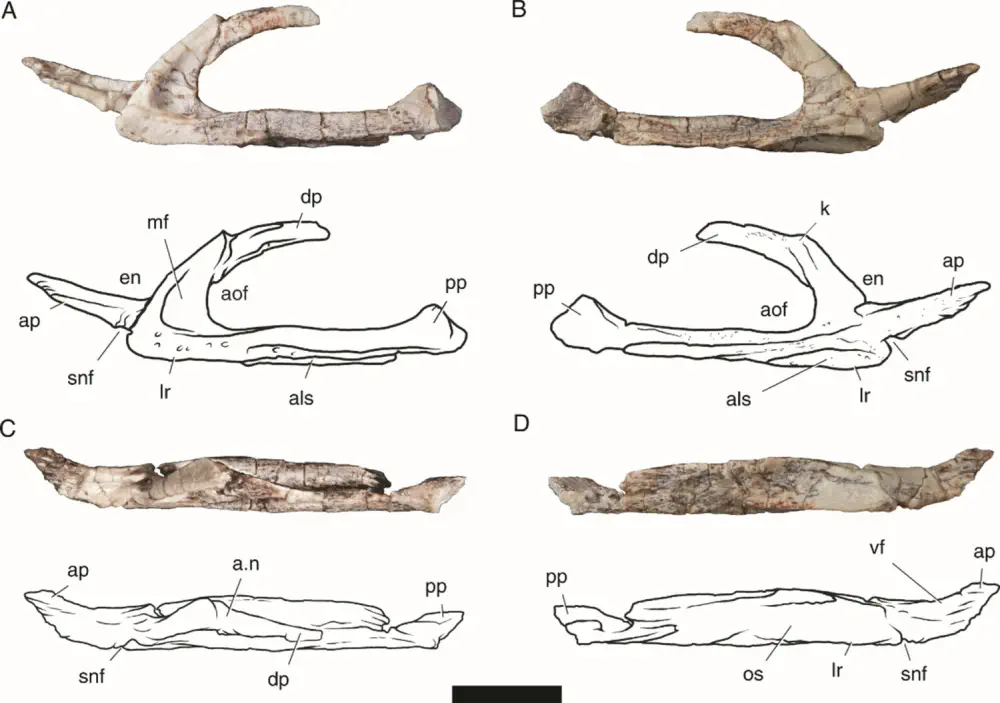 Вимерлий світ | Sonselasuchus