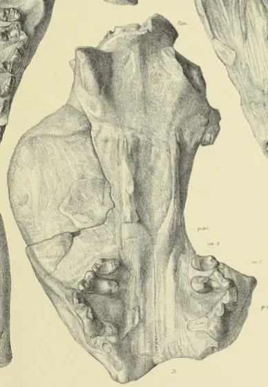 Вимерлий світ | Vishnuictis Вимерлий світ | Vishnuictis