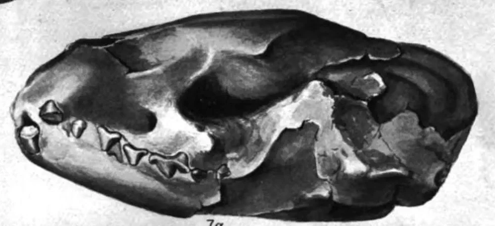 Вимерлий світ | Vishnuictis Вимерлий світ | Vishnuictis