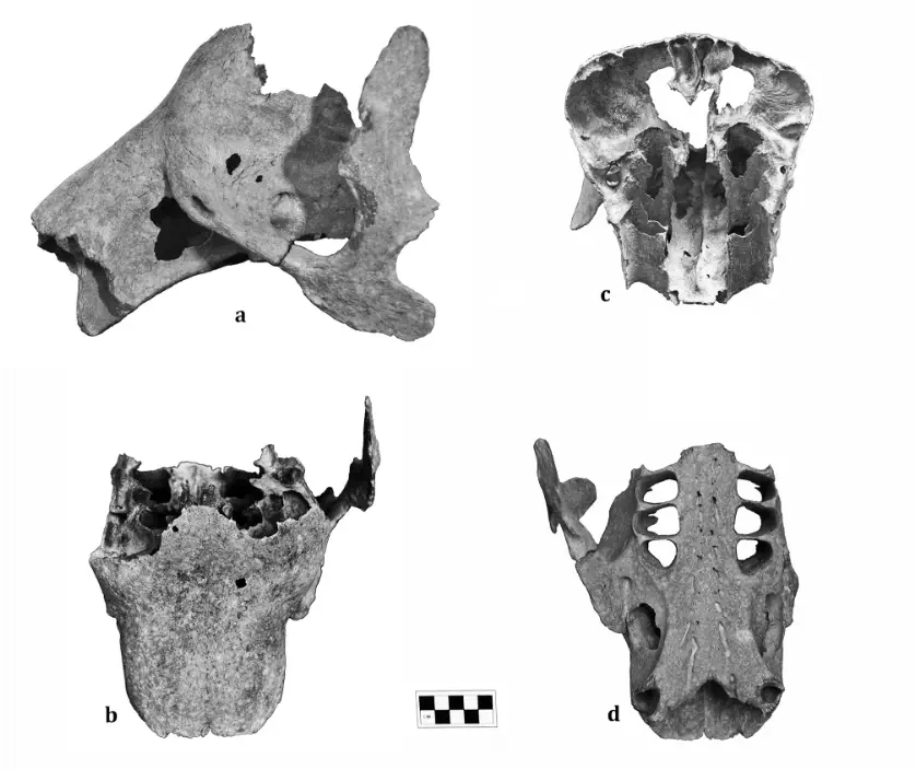 Вимерлий світ | Nohochichak