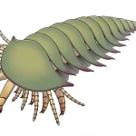 20260404_Megachelicerax_cousteaui