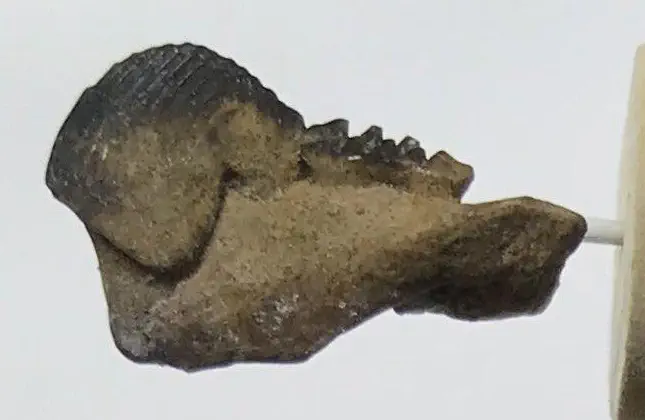 Вимерлий світ | Cimolodon