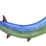 Cooyoo_australis_23