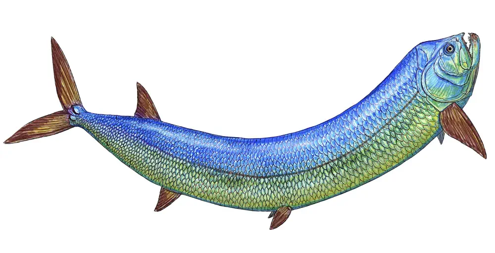 Вимерлий світ | Cooyoo